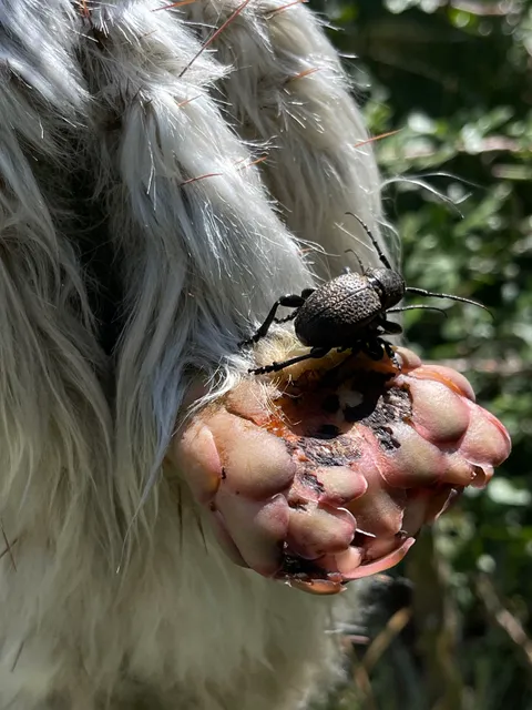 FCN - UAQ Botanical Garden
