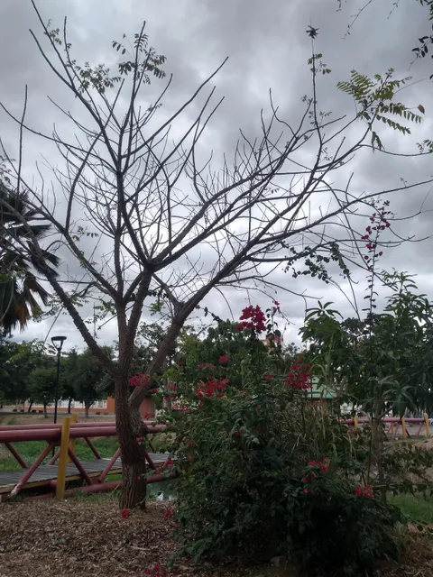 Sobral City Park