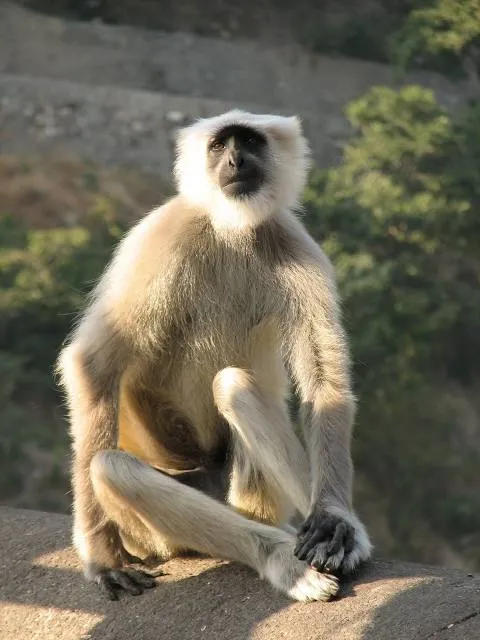 Kalesar National Park