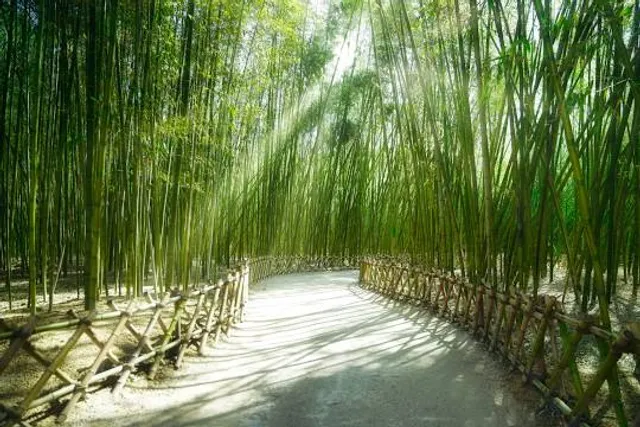 Taehwagang Bamboo Forest