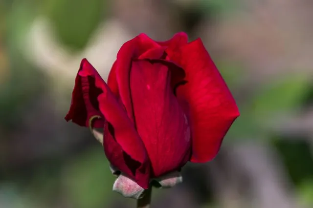 Petersons Wines Broke Road