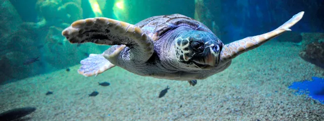 Acquario di Cala Gonone