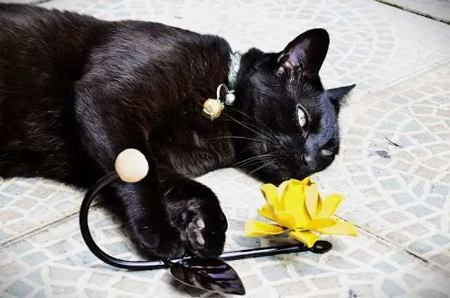 Saint Luis Termal Pools