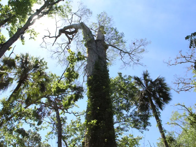 Big Tree Park - Cross Seminole Trailhead