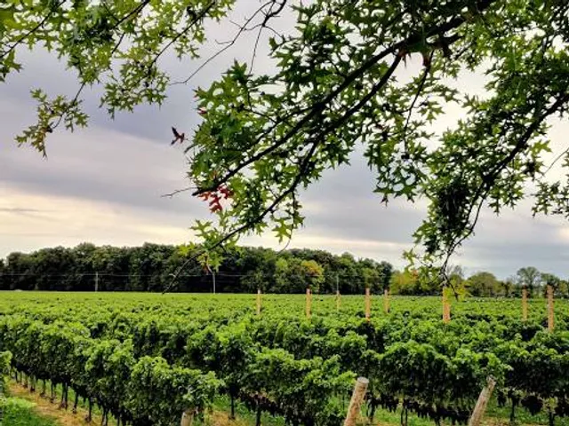 Peller Estates Winery And Restaurant