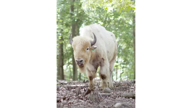 Briarwood Ranch Safari Park