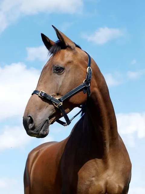 Omaka Aviation Heritage Centre