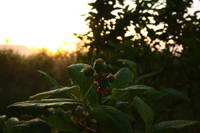 Arrowwood Farm & Events