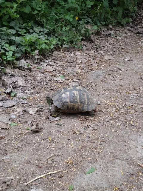 Rezervația Naturală Pădurea Hagieni