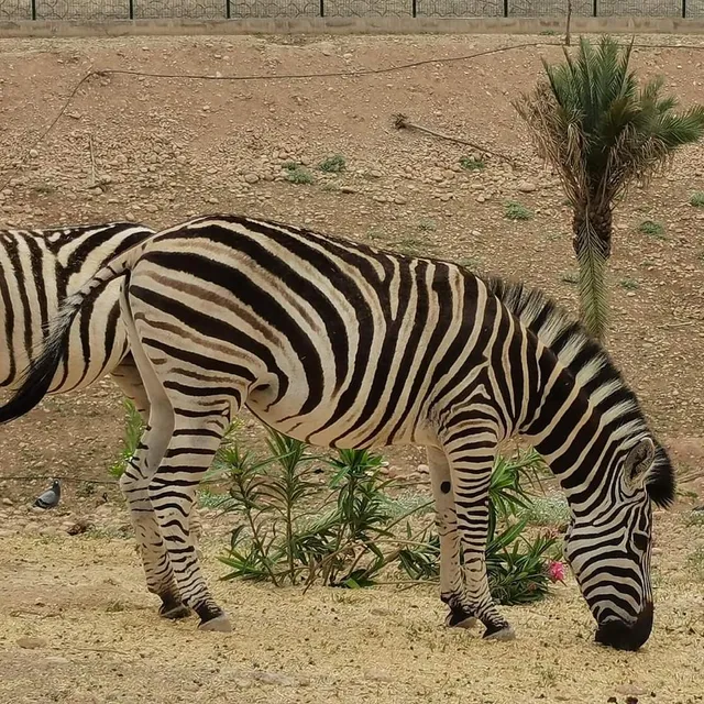 Erbil Zoo
