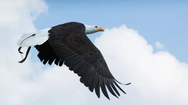 Adlerwarte Obernberg