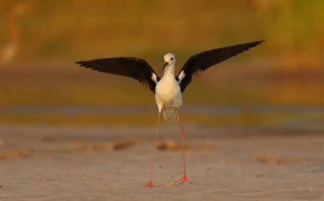 Lincoln Saline Wetlands Nature Center