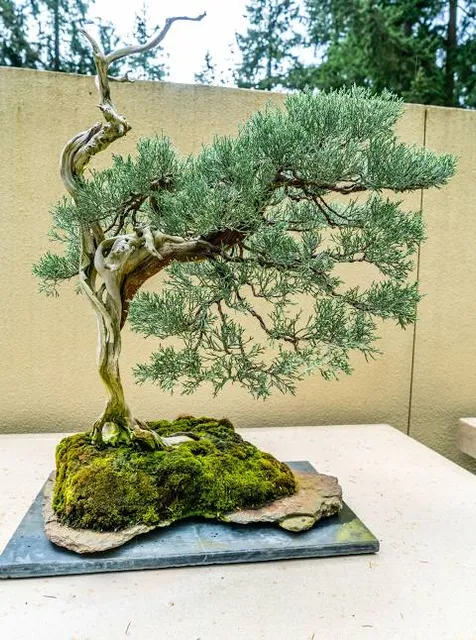 Pacific Bonsai Museum
