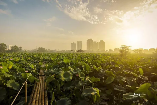 Đầm sen Xuân Đỉnh