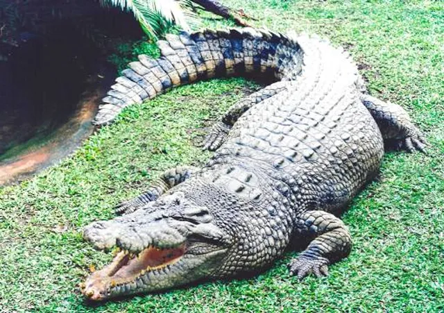 Gators and Friends