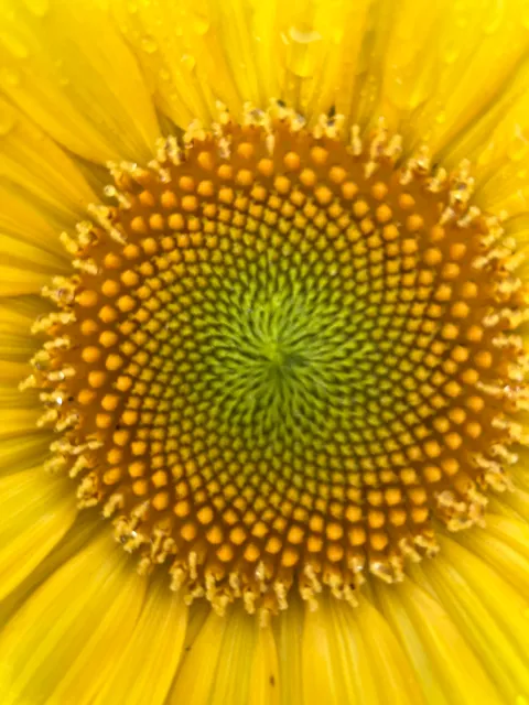 MassageArts of Georgetown