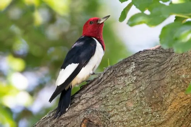 Backus-Page House Museum