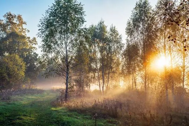 Sherman Branch Nature Preserve
