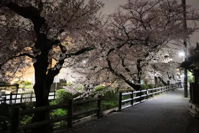 Shukugawara Nikaryō Waterway Cherry blossom