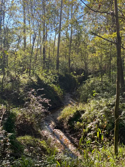 Comite River Conservation Area