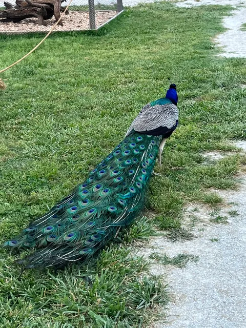 Creation Safari Wildlife Park