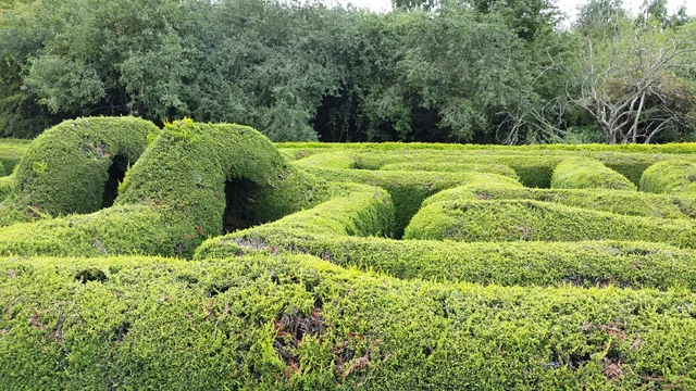 Hoo Hill Maze