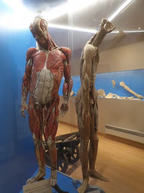 Musée de l'écorché d'anatomie