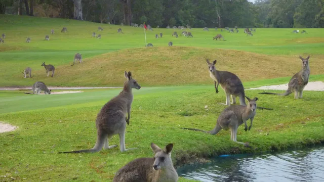 Port Stephens Kangaroo Encounters