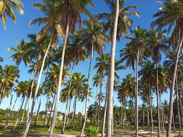 Coqueiral Beach - Prado