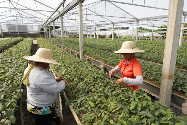 Bela Vista Florestal