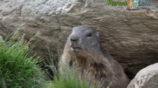 Murmelland-Zillertal