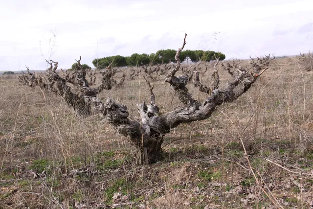 San Martín de Rubiales