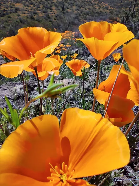 San Carlos Recreation & Wildlife