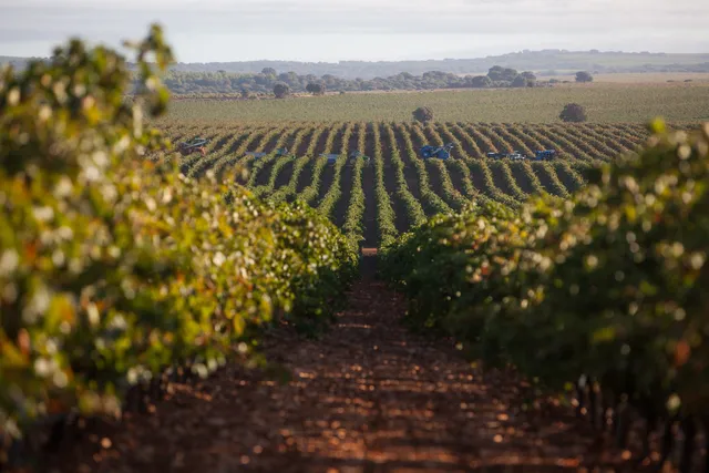 Bodegas VQ - Villa Sale of Don Quixote