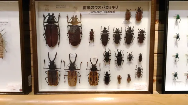 Tabira Insect & Nature Garden