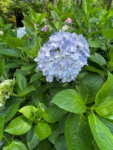 Hydrangea Garden