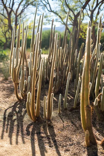 Sunnylands Center & Gardens