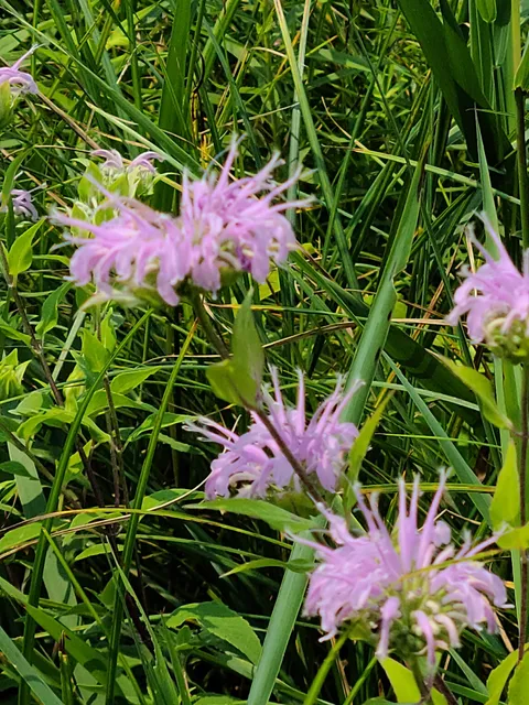 Lake Iowa Park (Iowa County Conservation)