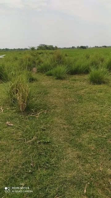 Sarsai Nawar Wetland