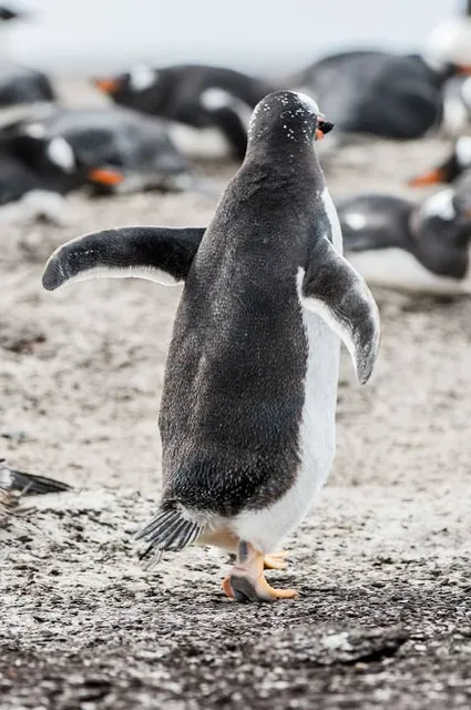 MALECÓN COSTERO "NELSON BARRERA ROMELLÓN"