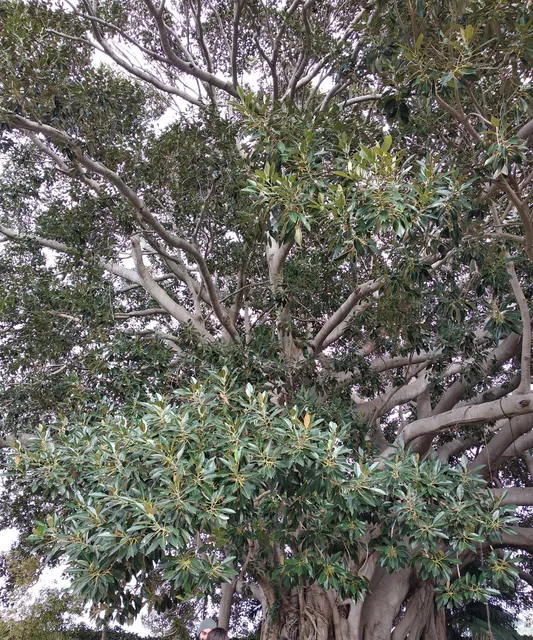 Giardino esotico e mediterraneo - al Castello del Solacium di Targia