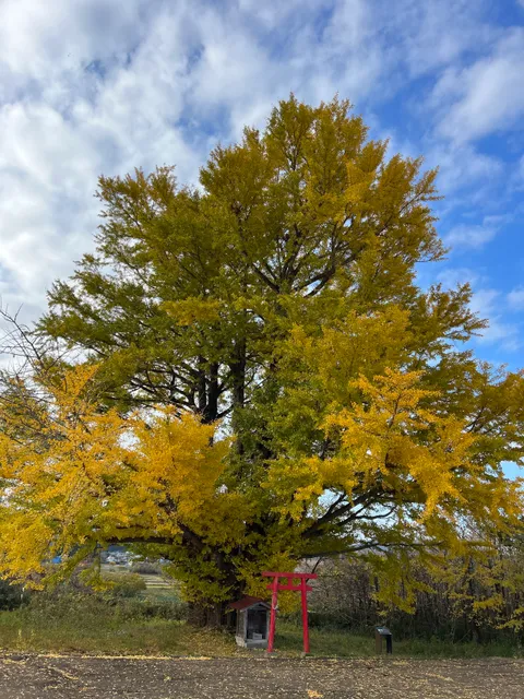 Shirakata Ginkgo Tree