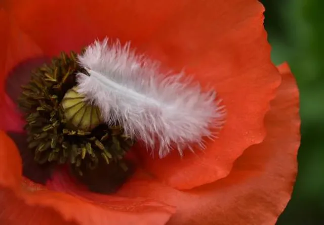 White Feather Red Winery