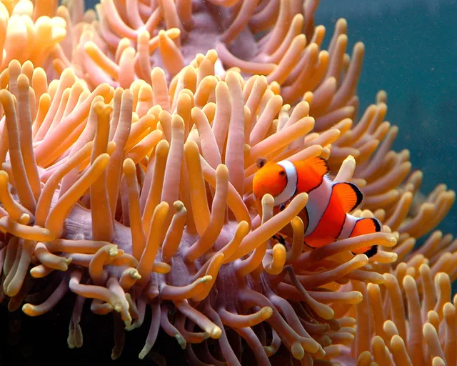 Great Barrier Reef Aquarium