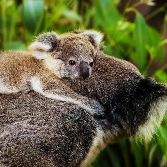 Palmira Municipal Forest