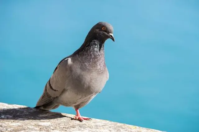 Península de Lican Ray