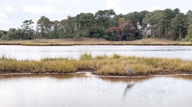 Assawoman Wildlife Area
