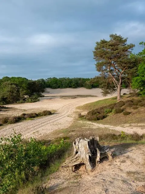 De Korte Duinen