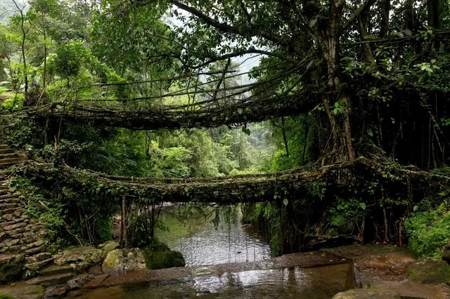 Double Decker Living Root Bridge