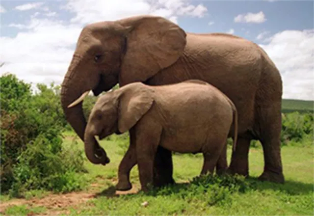 Office Ivoirien des Parcs et Réserves (OIPR)